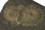 Dactylioceras Ammonite Cluster - Posidonia Shale, Germany #100256-2